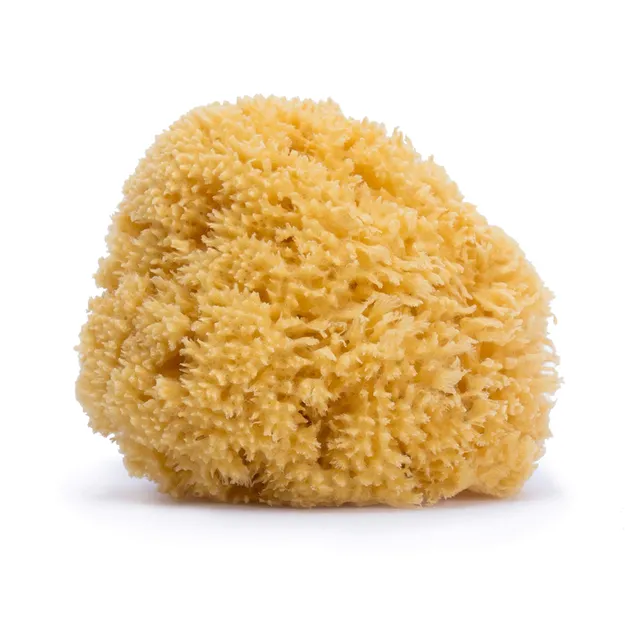 suavinex-esponja-de-ba-o-natural-100-fondo-marino-tama-o-grande-suave-y-absorben image 1