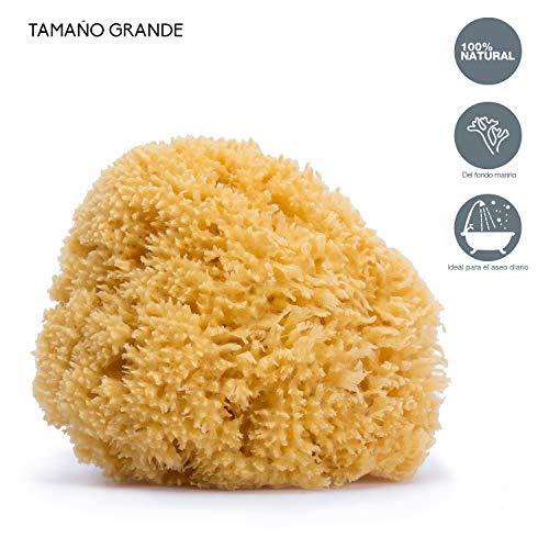 suavinex-esponja-de-ba-o-natural-100-fondo-marino-tama-o-grande-suave-y-absorben image 8